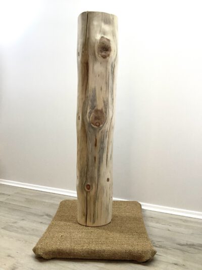 Zirbenstamm - Image 3
