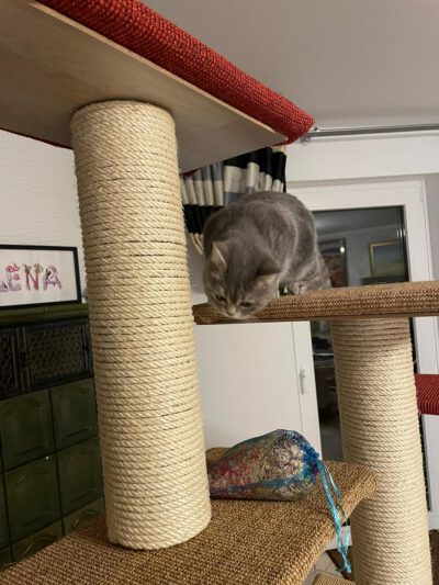 little Schuma - Image 2