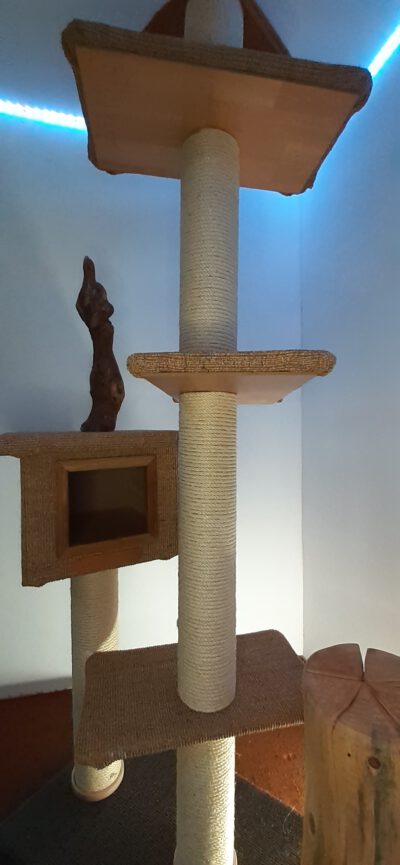 Balu - Image 2